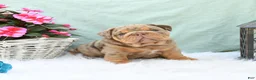 English Bulldog dogs for sale: Champ  - Ad 1