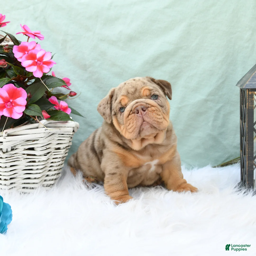 English Bulldog dogs for sale: Champ  - Ad 1
