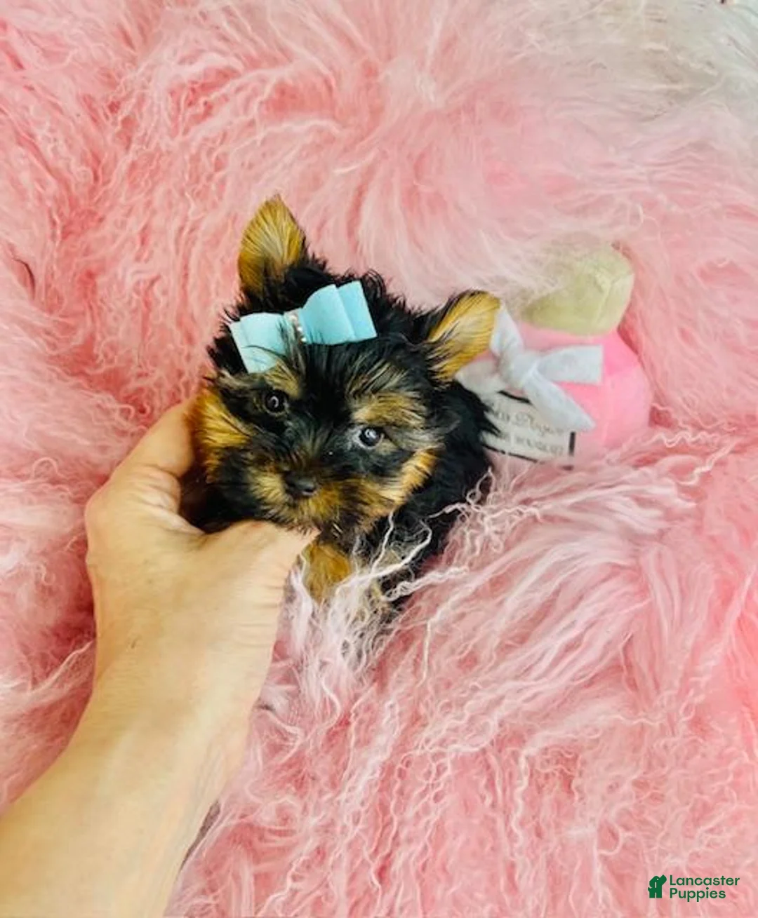 Yorkshire Terrier dogs for sale: Yorkshire Terrier Puppy 1 - Ad 1