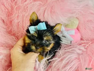 Yorkshire Terrier dogs Yorkshire Terrier Puppy 1 - Ad 22