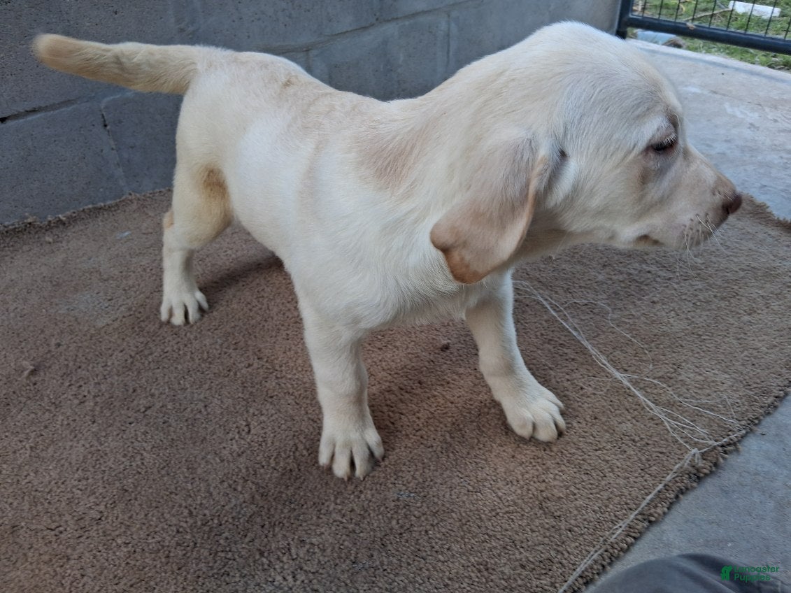 Labrador Retriever dogs Dan - Ad 2