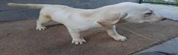 Labrador Retriever dogs for sale: Dan - Ad 2