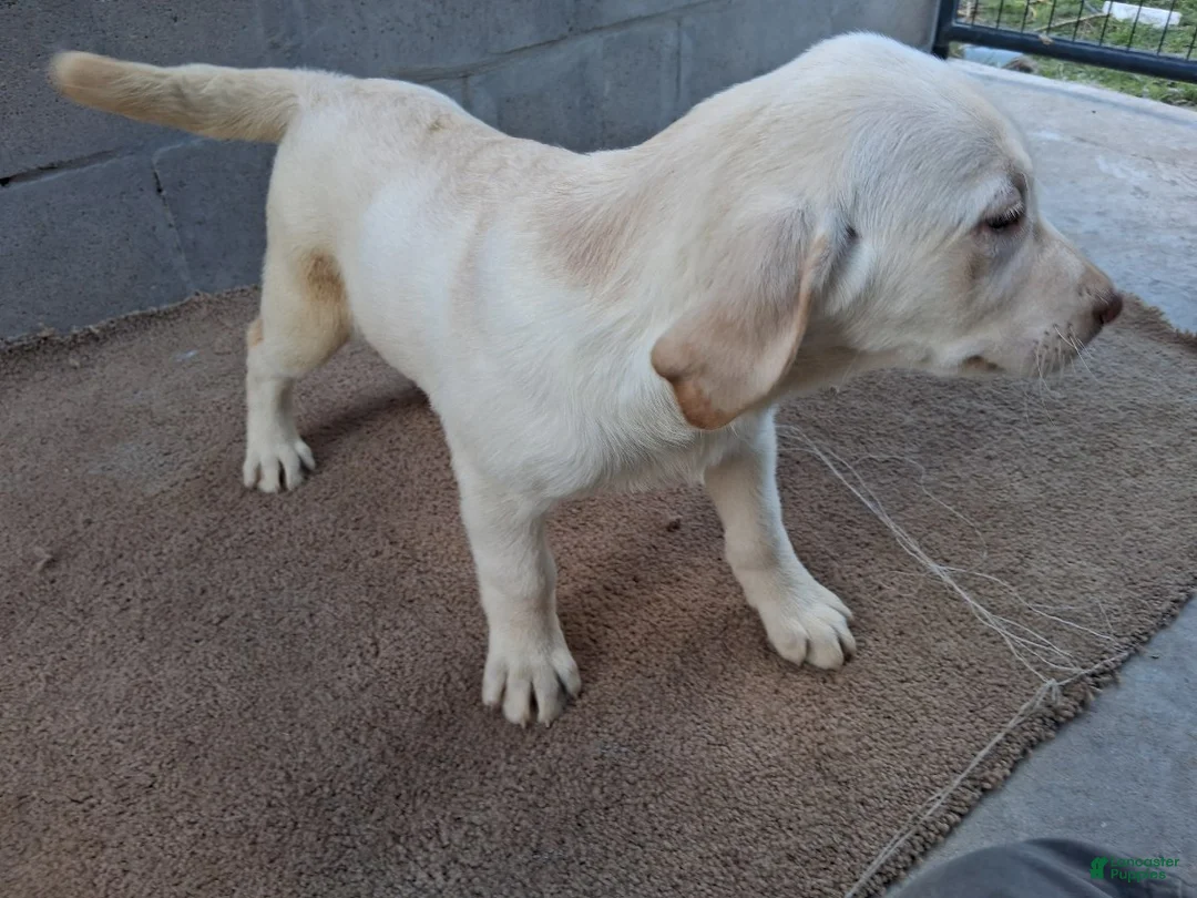 Labrador Retriever dogs for sale: Dan - Ad 2