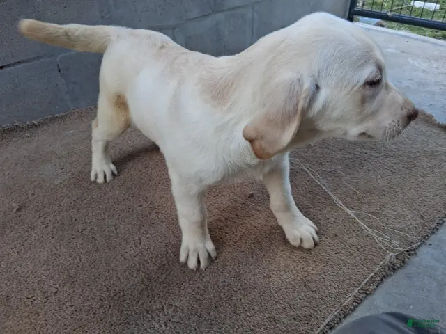 Labrador Retriever dogs for sale: Dan - Ad 2
