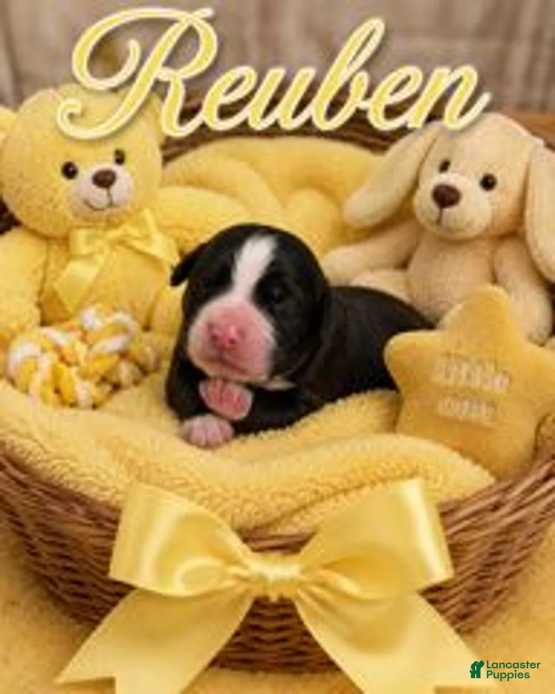 Bernedoodle dogs for sale: Reuben - Ad 1