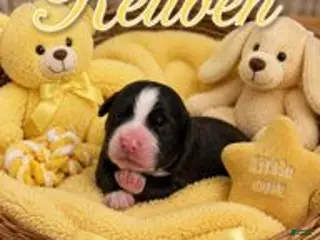 Bernedoodle dogs Reuben - Ad 2
