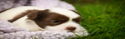Havanese dogs for sale: Eloise Havanese  - Ad 4
