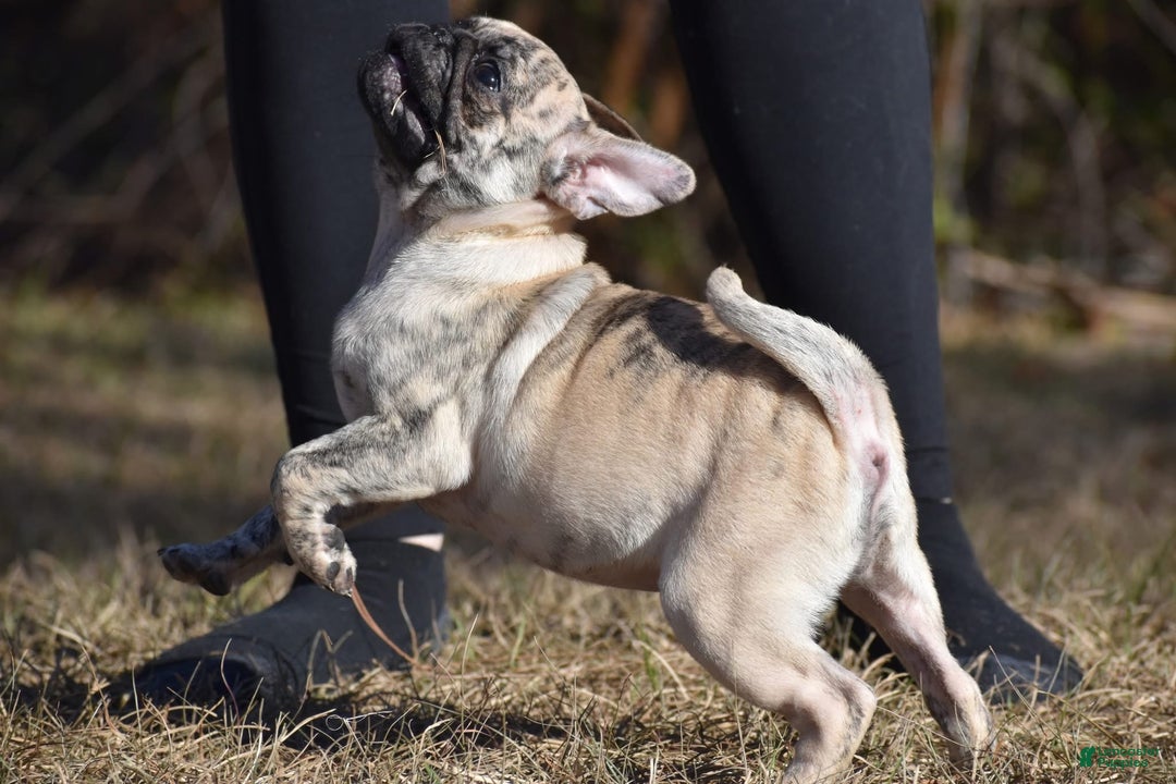 Pug dogs for sale: Pug Puppy Honeycrisp - Ad 4