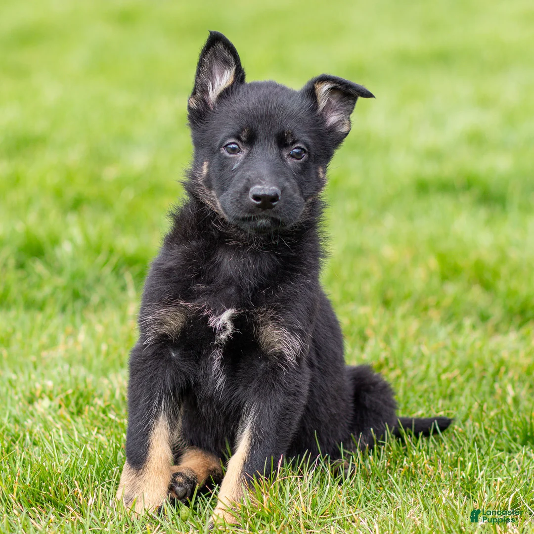 German Shepherd dogs for sale: Stormy German Shepherd Puppy  - Ad 2