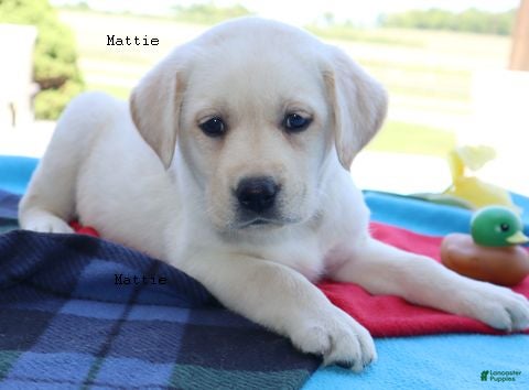 Labrador Retriever dogs Mattie - English Champ lines - Ad 2