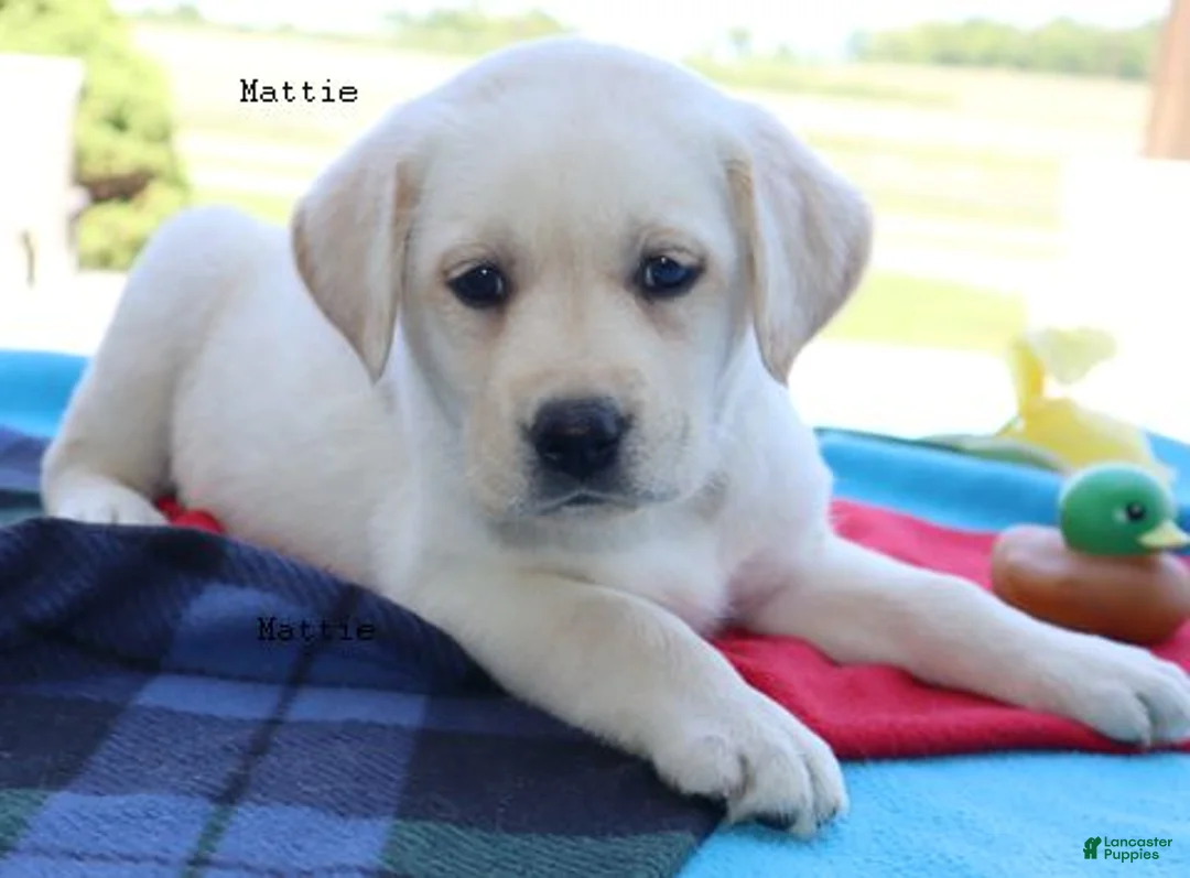 Labrador Retriever dogs for sale: Mattie - English Champ lines - Ad 2