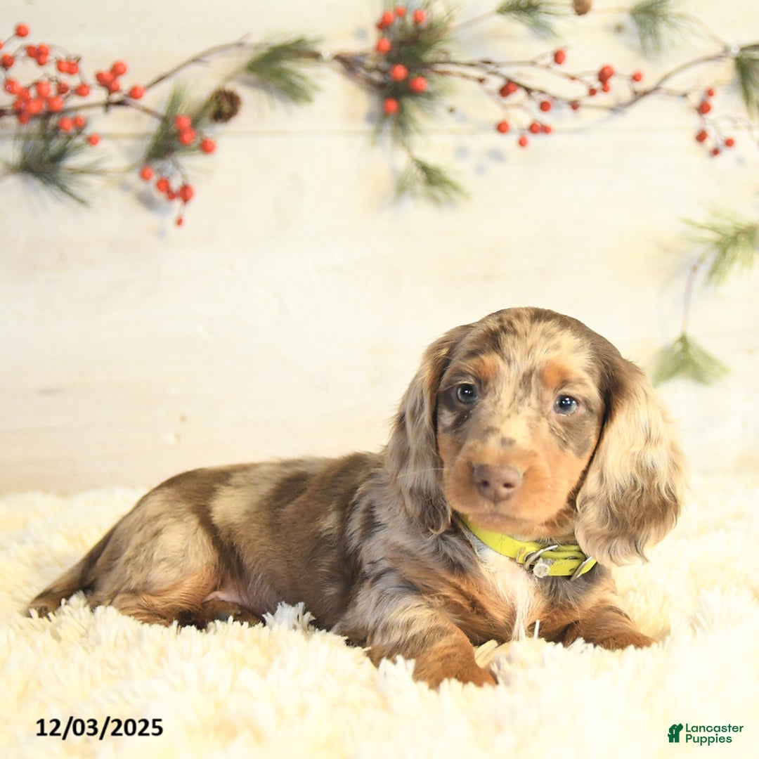 Miniature Dachshund dogs for sale: Bobby - Ad 3