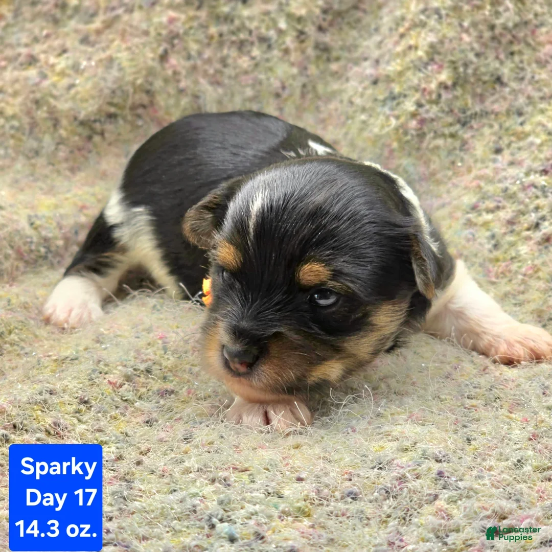 Yorkshire Terrier dogs for sale: Sparky - Ad 1