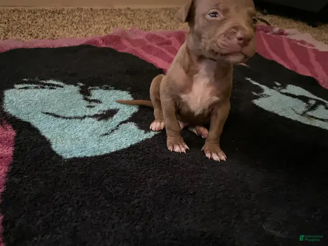 Mixed Breed dogs for sale: Boy 1 - Ad 9