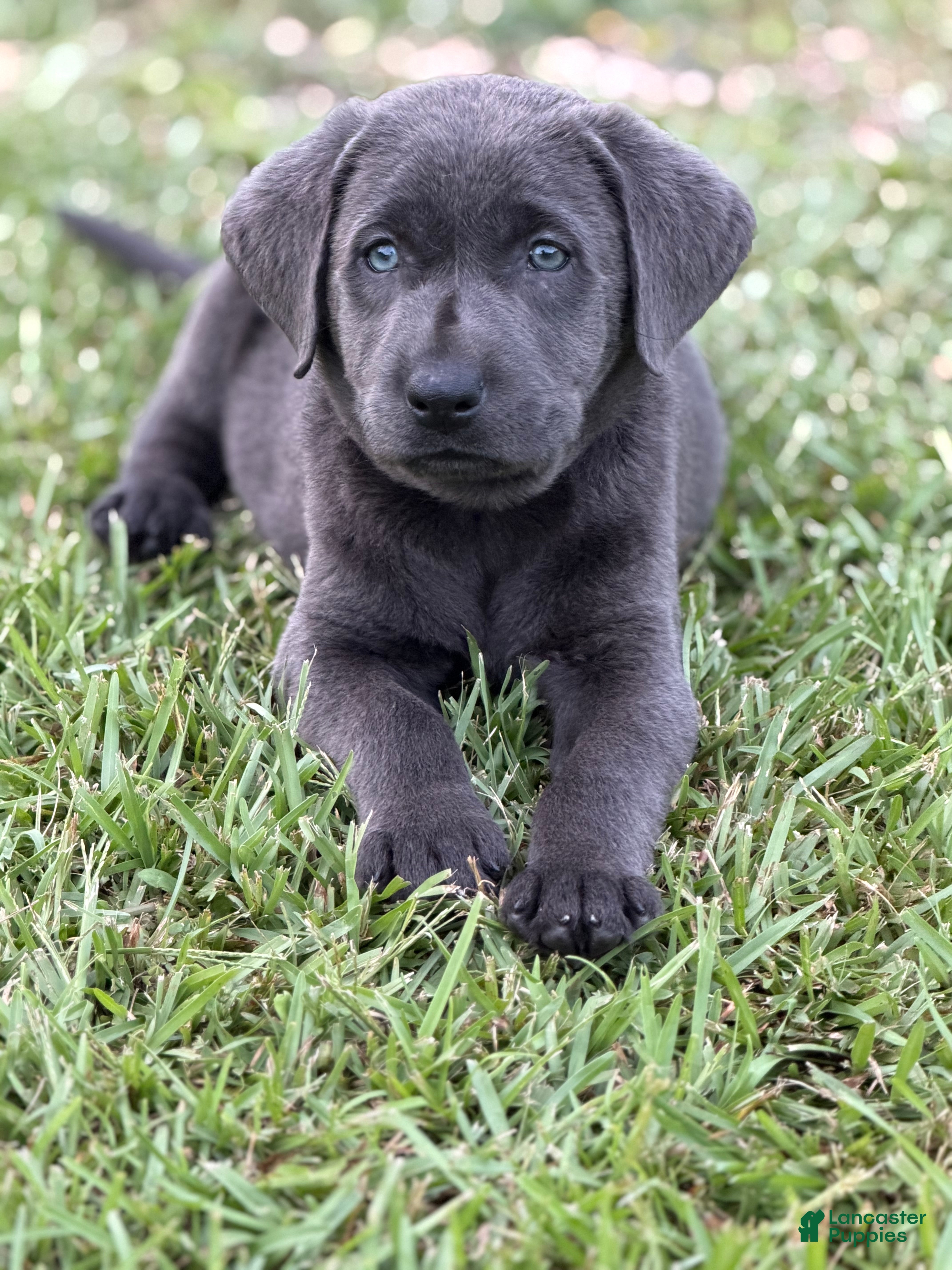 Labrador Retriever dogs Brooks - Ad 19