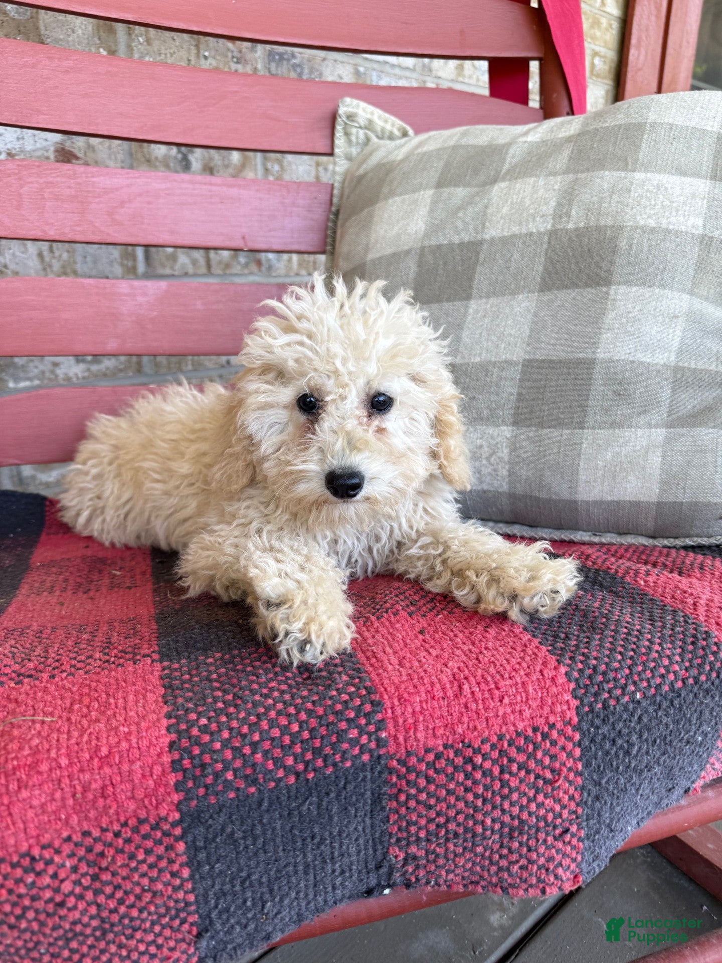 Mixed Breed dogs Monty - Ad 10