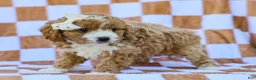 Cavapoo dogs for sale: Brent - Ad 3