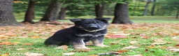 German Shepherd dogs for sale: Chocolate - Ad 3