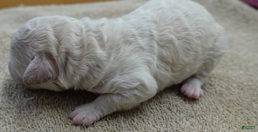 Toy Poodle dogs for sale: Zilla - Ad 9