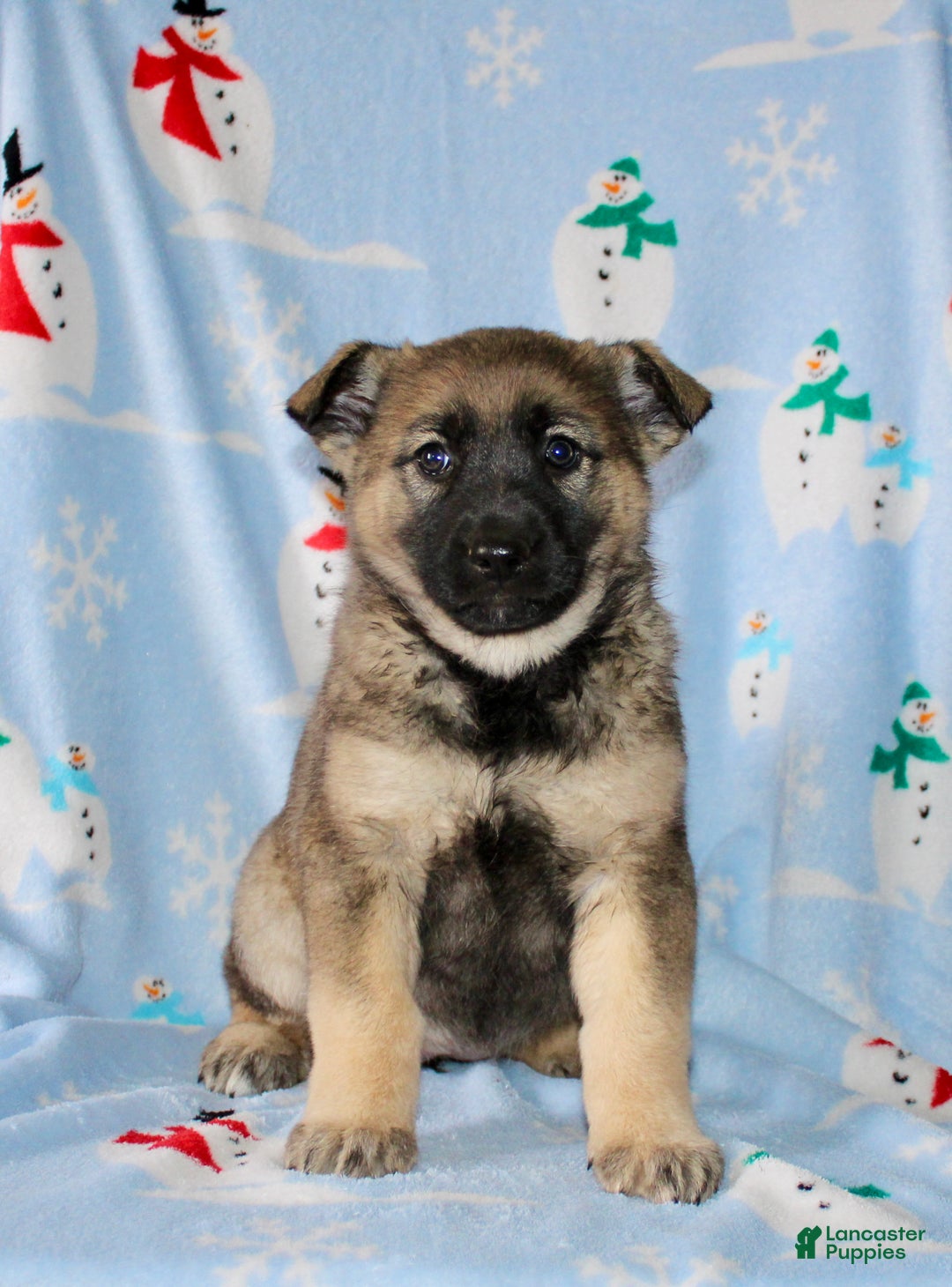 Mixed Breed dogs for sale: Olivia  - Ad 2