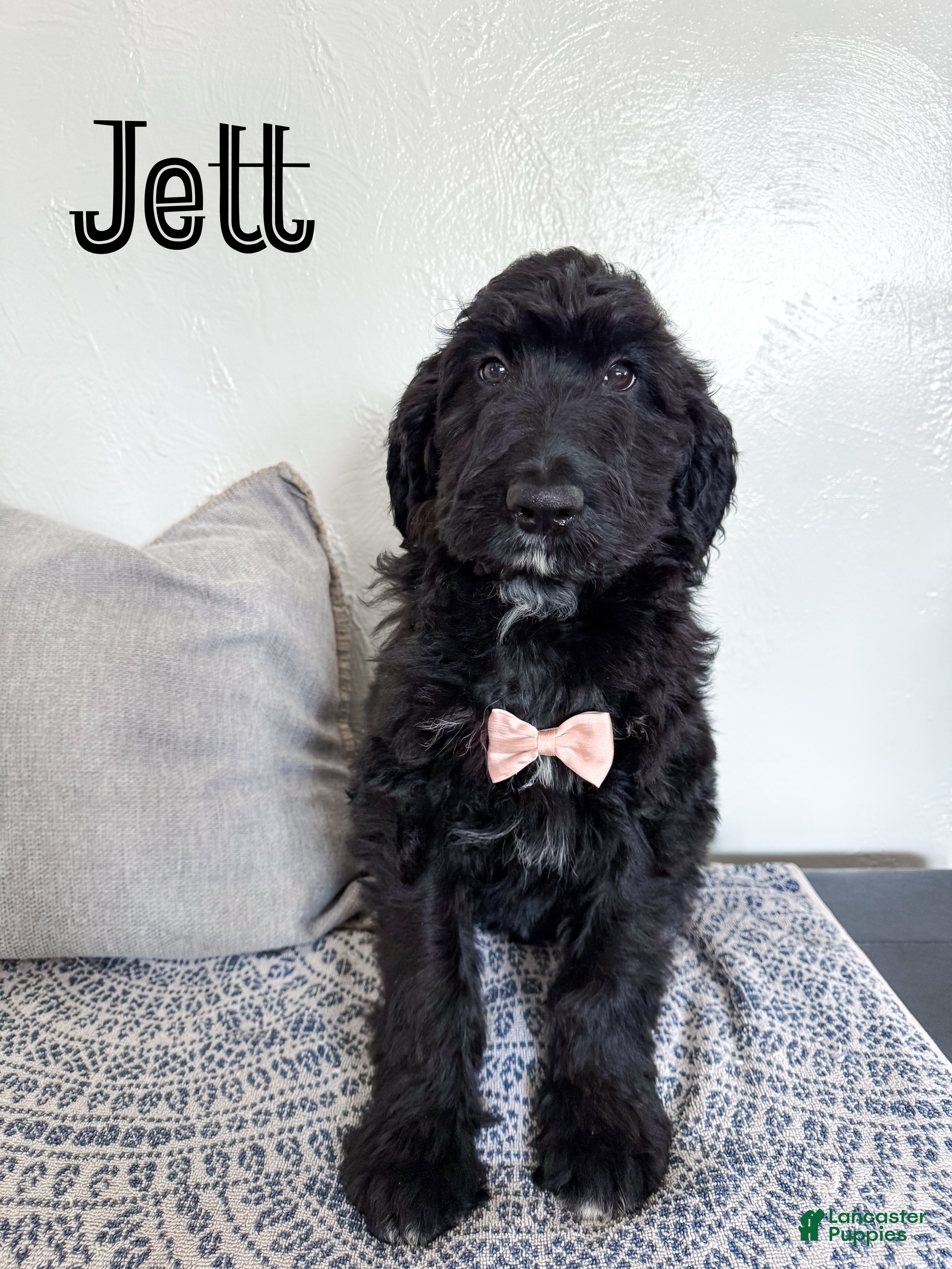 Aussiedoodle dogs Jett - Ad 24