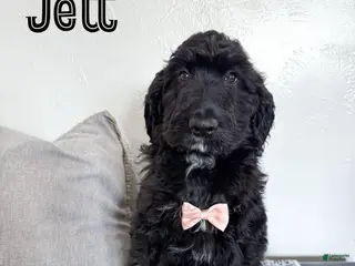 Aussiedoodle dogs Jett - Ad 24
