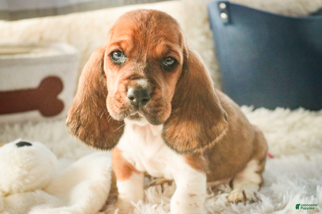 Basset Hound dogs for sale: Armando - Ad 6
