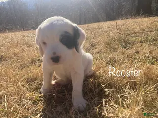 English Setter dogs Rooster - Ad 2