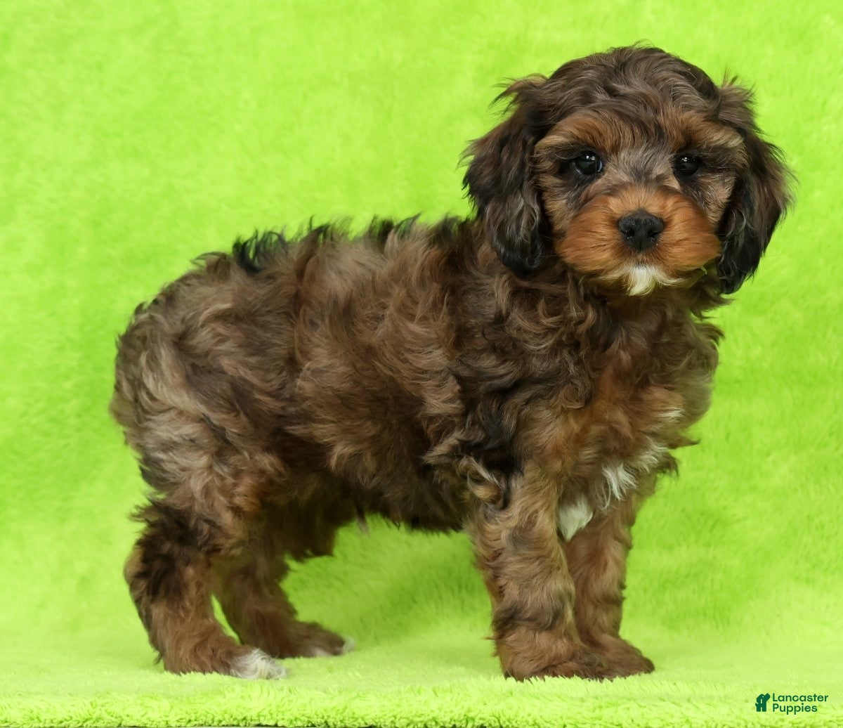 Cockapoo dogs Mars - Ad 1