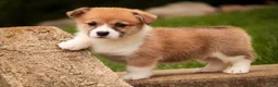 Welsh Corgi Pembroke dogs for sale: Zylee - Ad 7