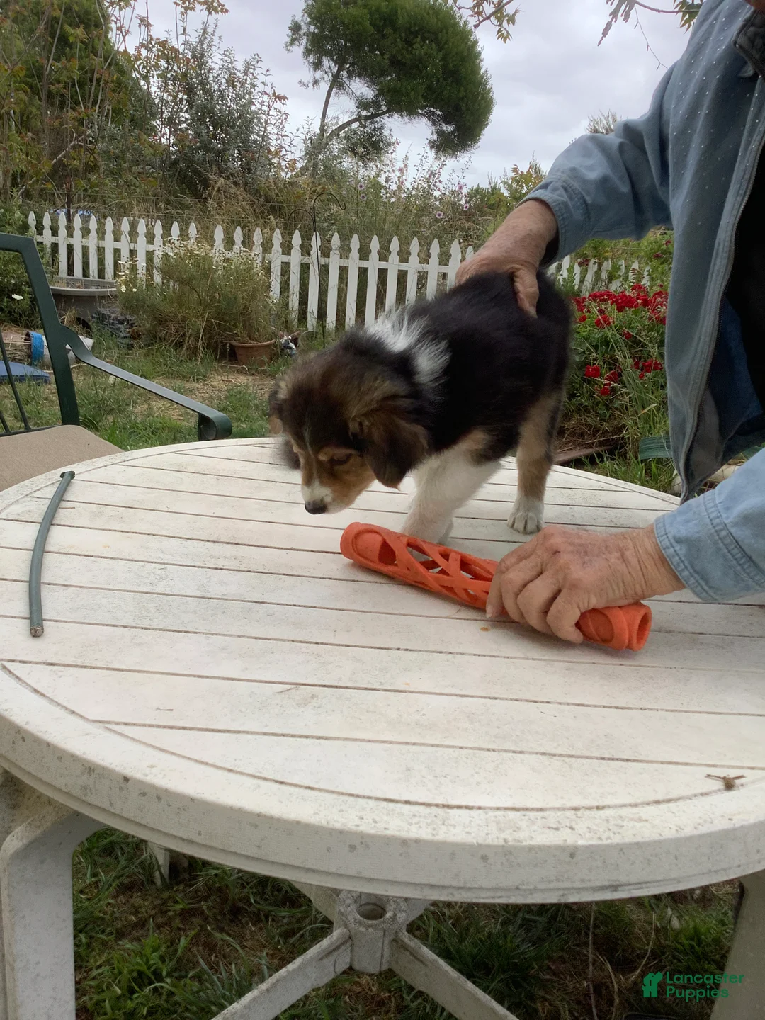 Australian Shepherd dogs for sale:  Darby - Ad 2