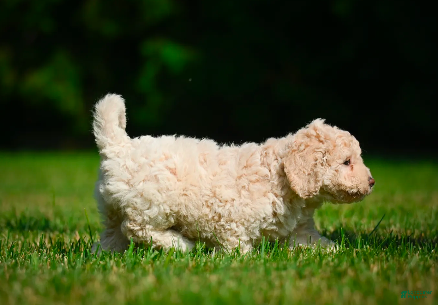 Bernedoodle dogs for sale: Oscar - Ad 3