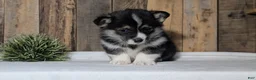 Welsh Corgi Pembroke dogs for sale: Nemo - Ad 3