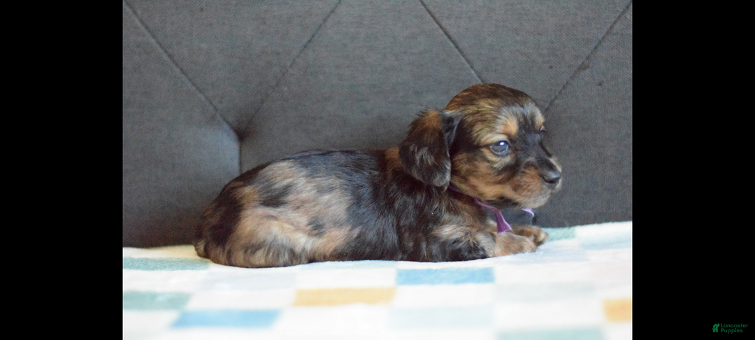 Miniature Dachshund dogs for sale: Miniature Dachshund Puppy 4 - Ad 2