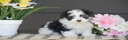 Havanese dogs for sale: Kasper - Ad 1