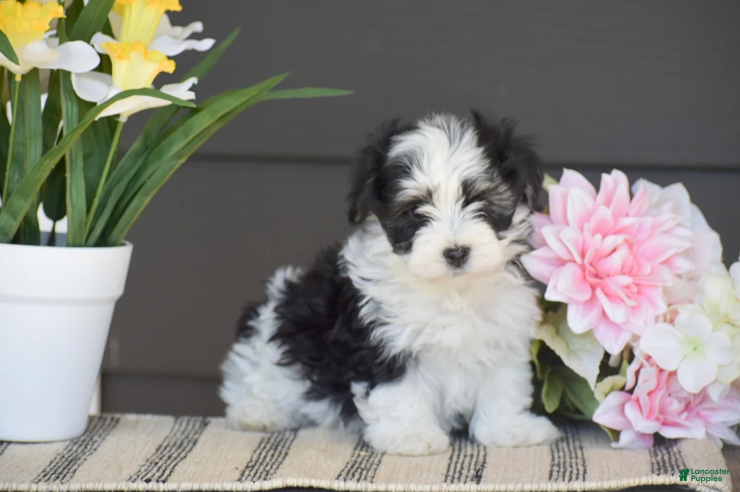 Havanese dogs for sale: Kasper - Ad 1