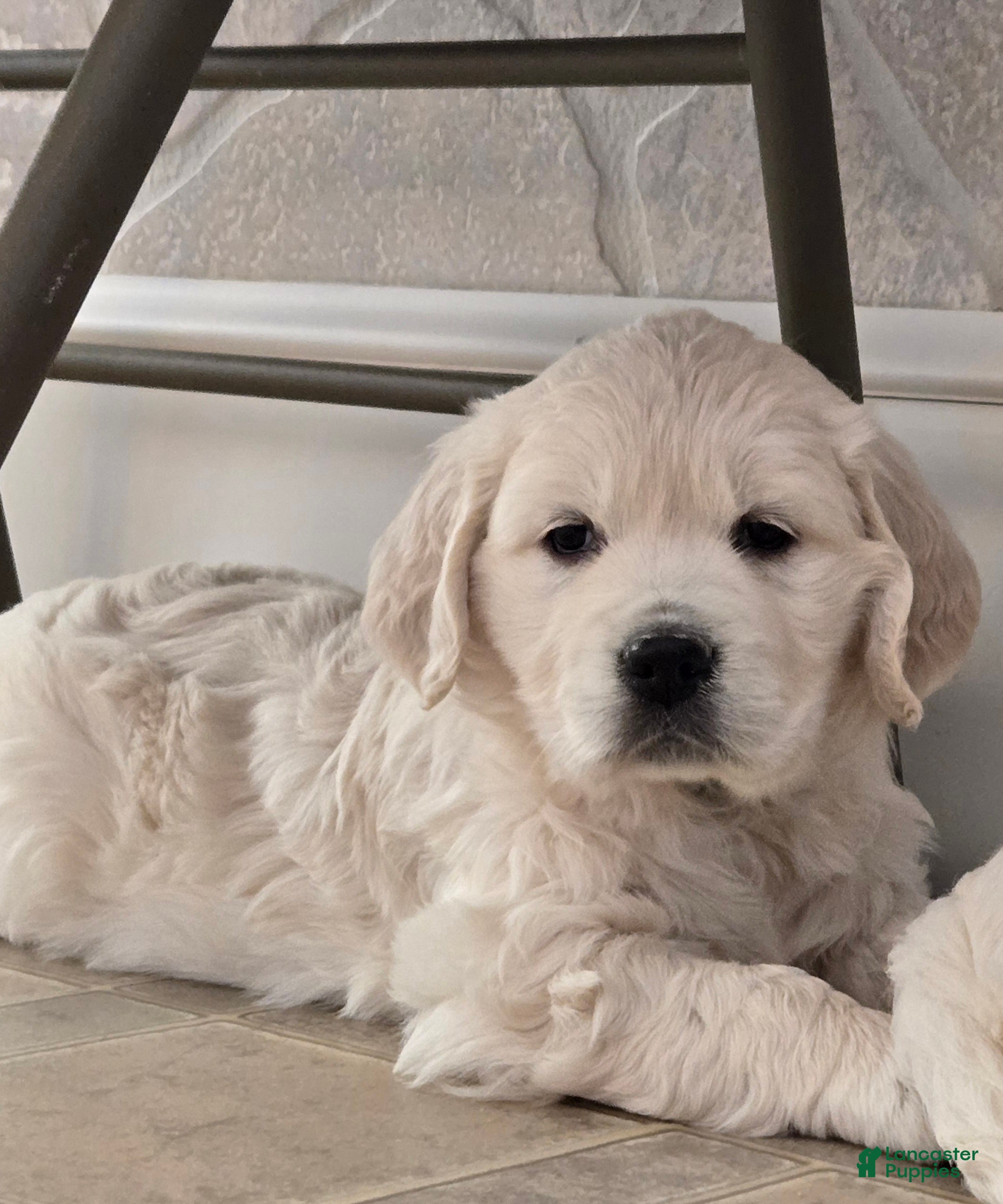 Golden Retriever dogs for sale: Winter - Ad 1