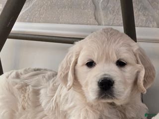 Golden Retriever dogs for sale: Winter - Ad 1