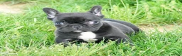 French Bulldog dogs for sale: Harry - Ad 9
