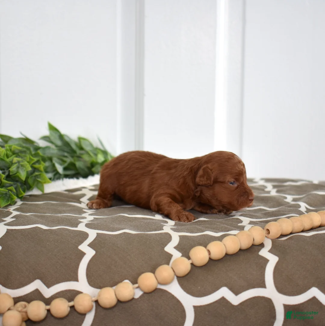 Toy Poodle dogs for sale: Cedar  - Ad 5