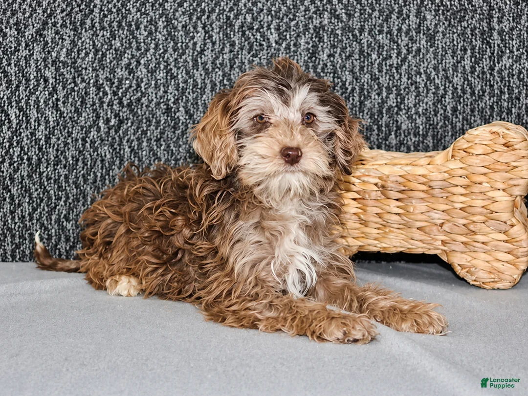 Mixed Breed dogs for sale: Olive - Ad 1