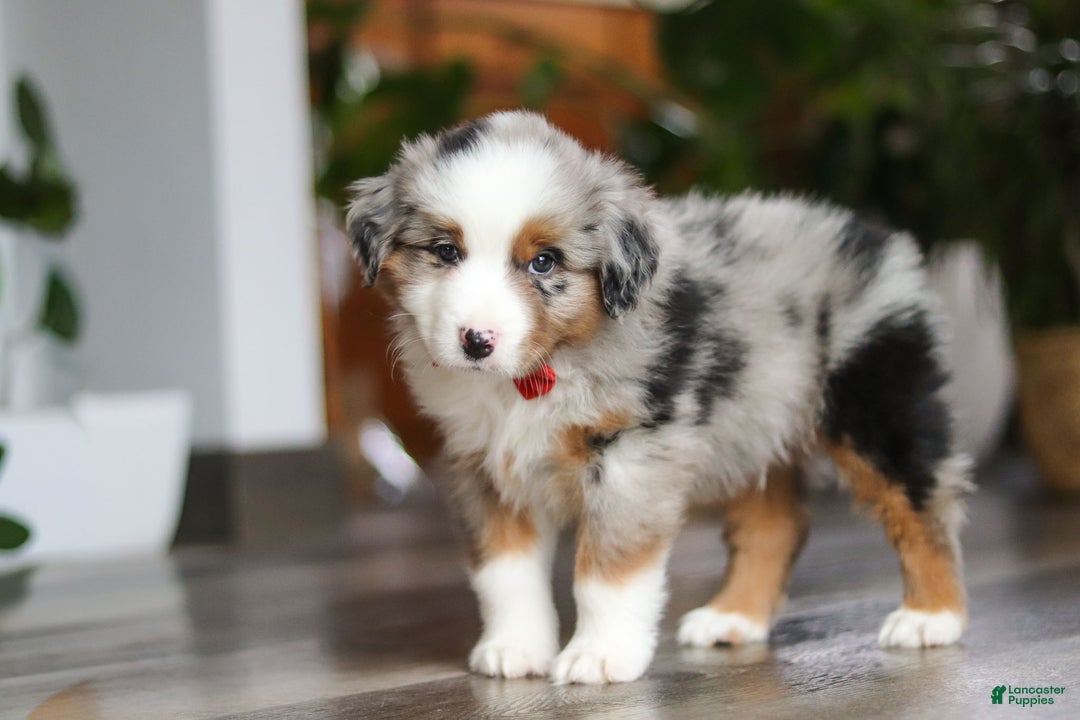 Miniature Australian Shepherd dogs for sale: Ghirardelli - Ad 7