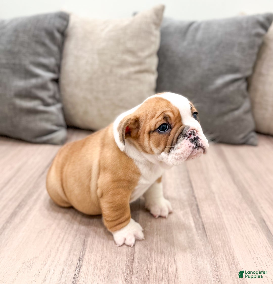 Mixed Breed dogs for sale: Bailey - Ad 5