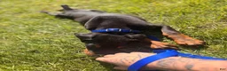 Doberman Pinscher dogs for sale: Doberman Pinscher 2 - Ad 2