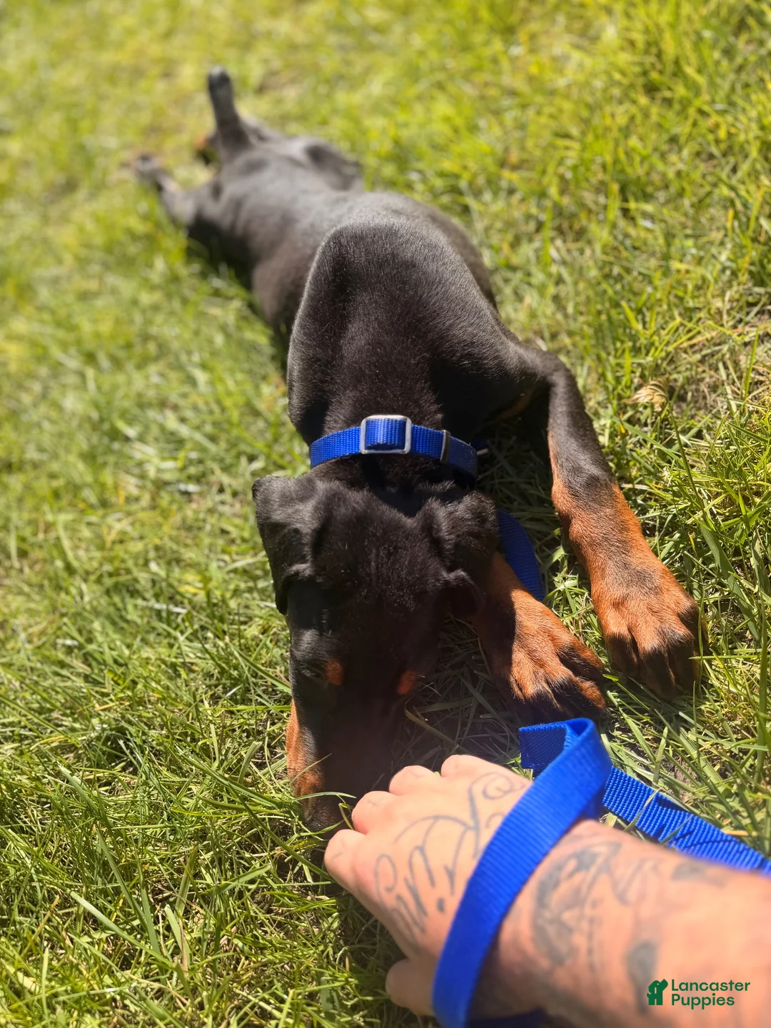 Doberman Pinscher dogs for sale: Doberman Pinscher 2 - Ad 2