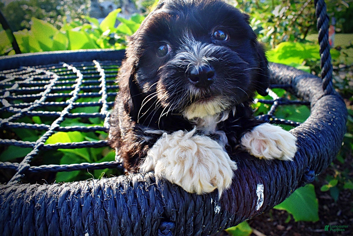 Havapoo dogs Taz-SUMMER SALE!! $100 off listed price!!  - Ad 2