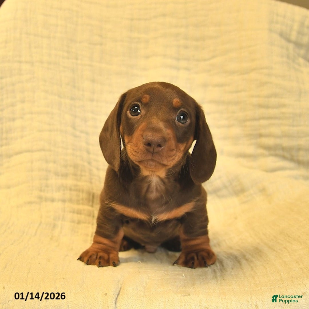 Miniature Dachshund dogs for sale: Leo  - Ad 3