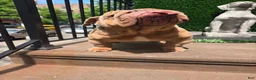 English Bulldog dogs for stud: OPEN FOR STUD - Ad 18