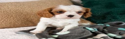 Cavalier King Charles Spaniel dogs for sale: Alice - Ad 5