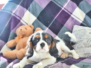 Cavalier King Charles Spaniel dogs - Ad 27